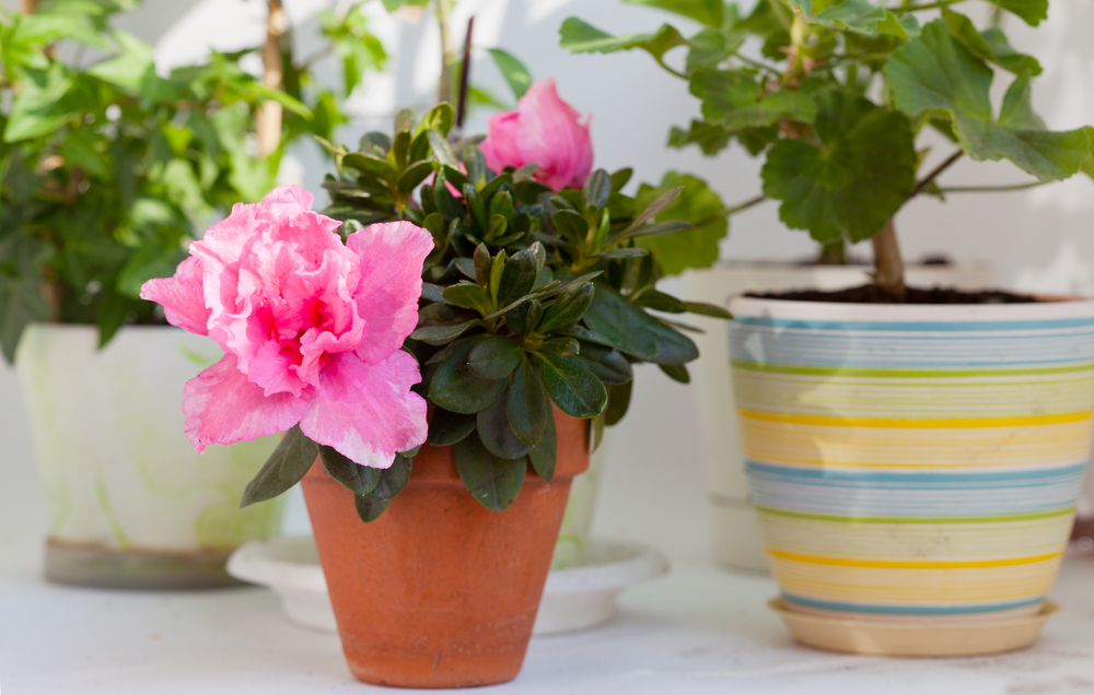 Descubra quais são as melhores flores para ambiente interno | Blog Pointer  Revestimentos Cerâmicos