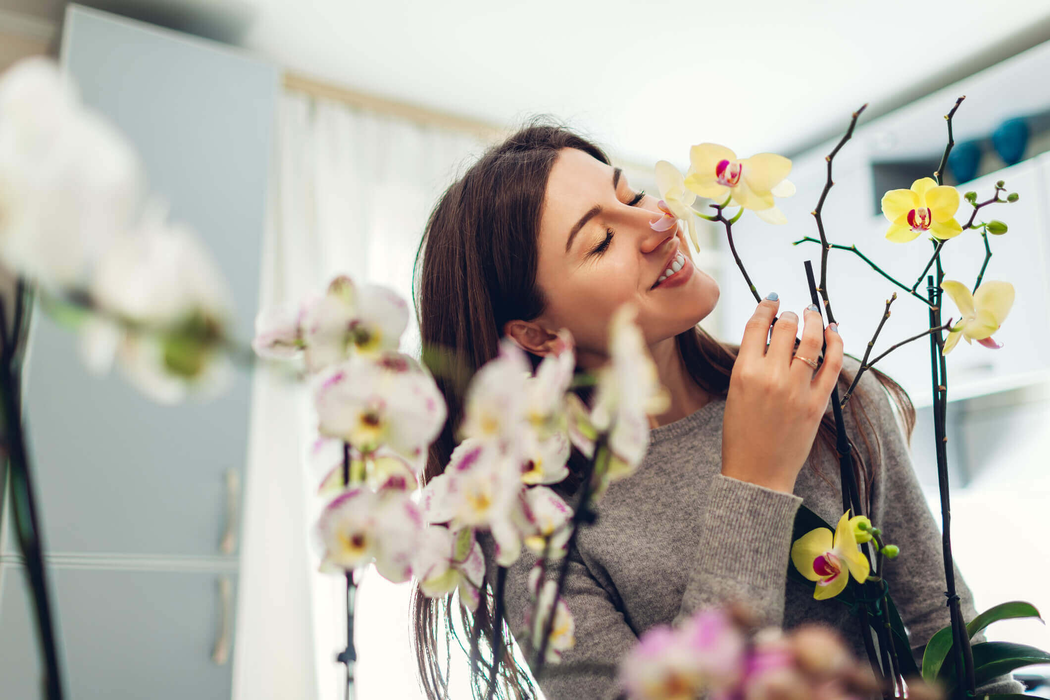 Como cuidar de orquídeas em casa | Blog Pointer Revestimentos Cerâmicos