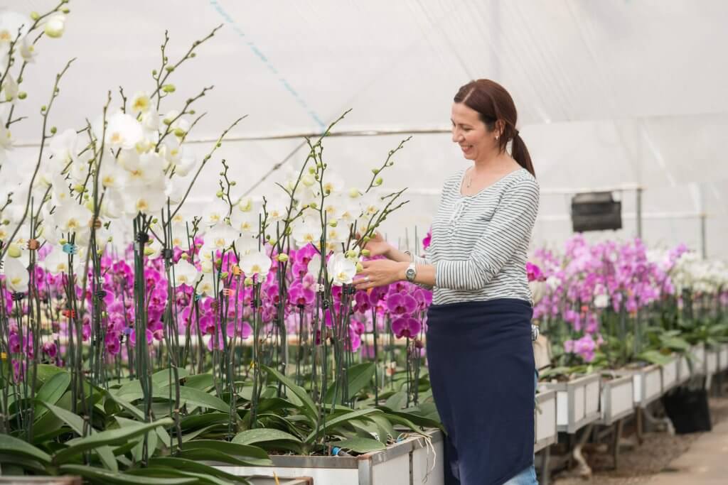 Como cuidar de orquídeas em casa | Blog Pointer Revestimentos Cerâmicos