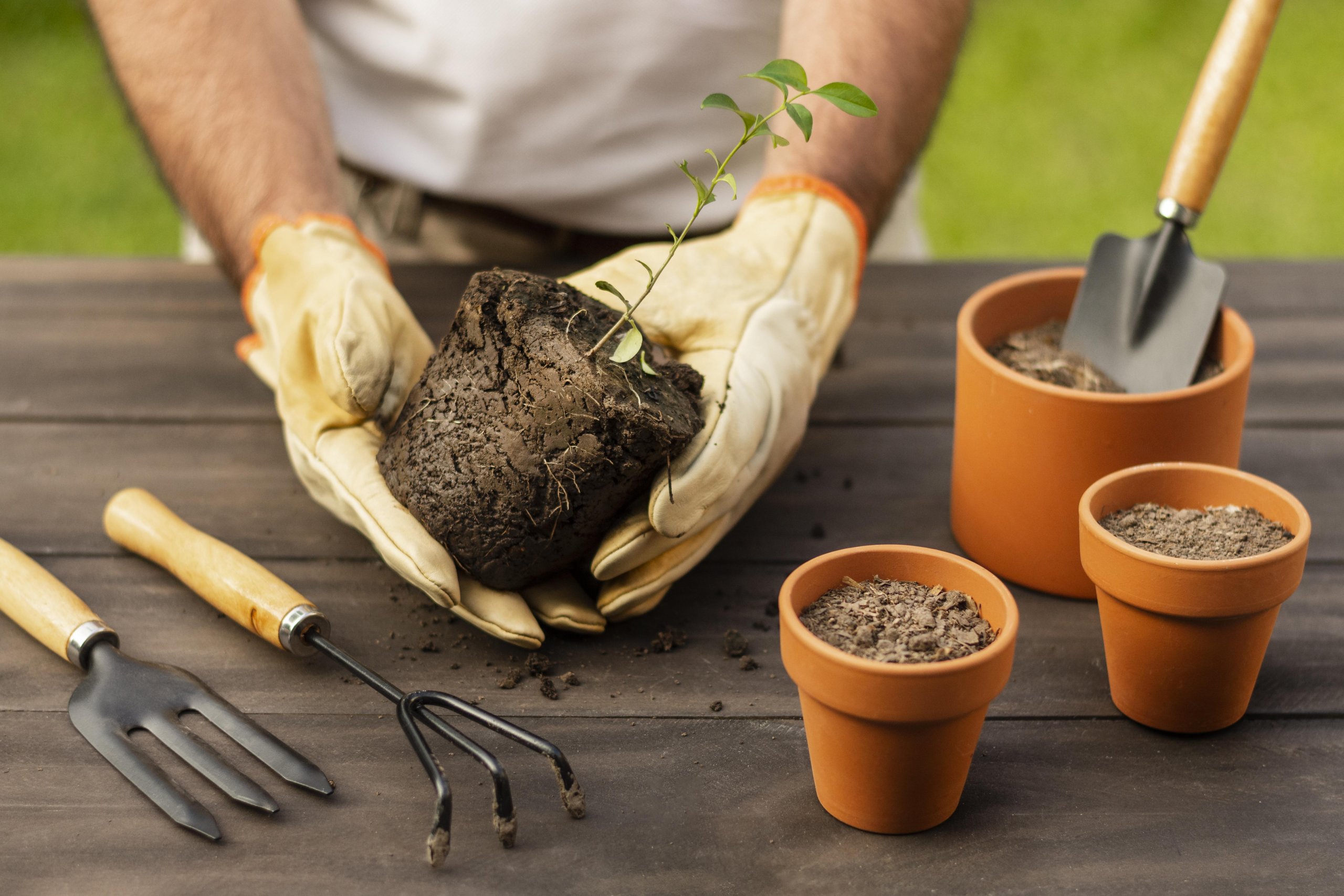 Plantas Para A Casa: Veja Sugestões - Blog Do Pão