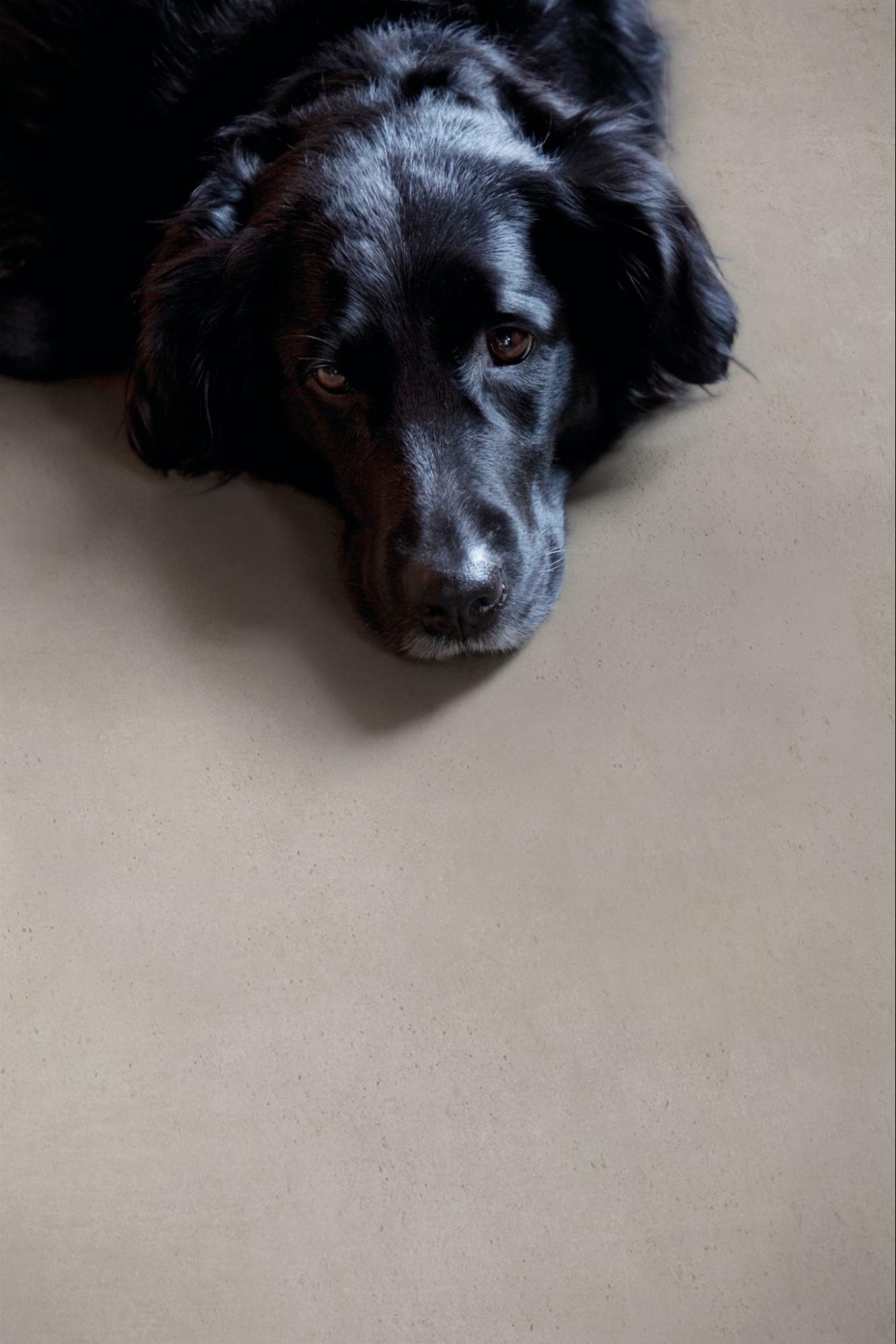 Cachorro preto deitado em piso cerâmico fosco com acabamento natural antiderrapante, garantindo segurança e resistência a riscos.